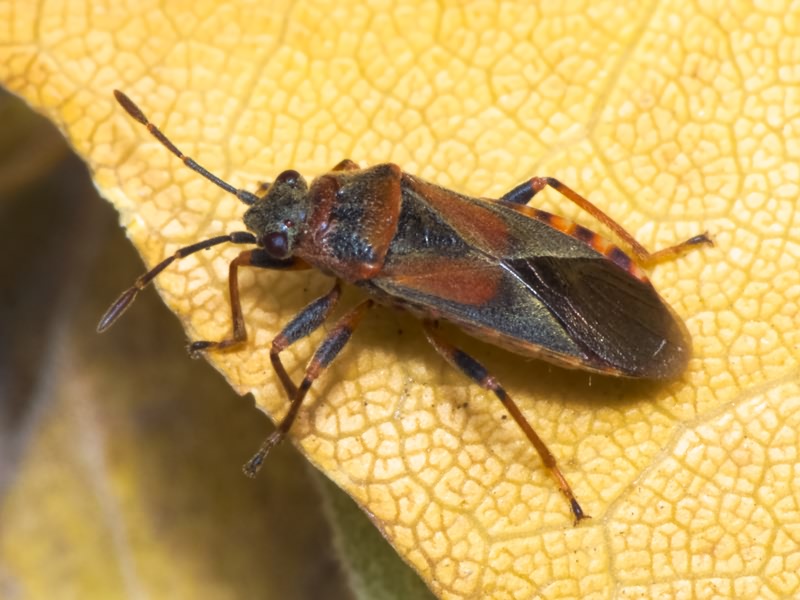 Arocatus melanocephalus (Fabricius, 1798)